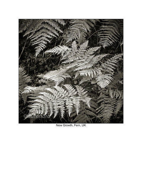  - Organic Forms