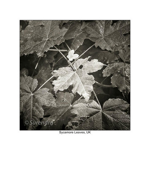 - Organic Forms