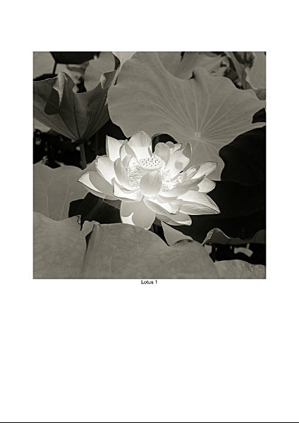  - Organic Forms
