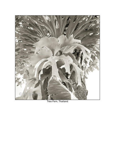  - Organic Forms
