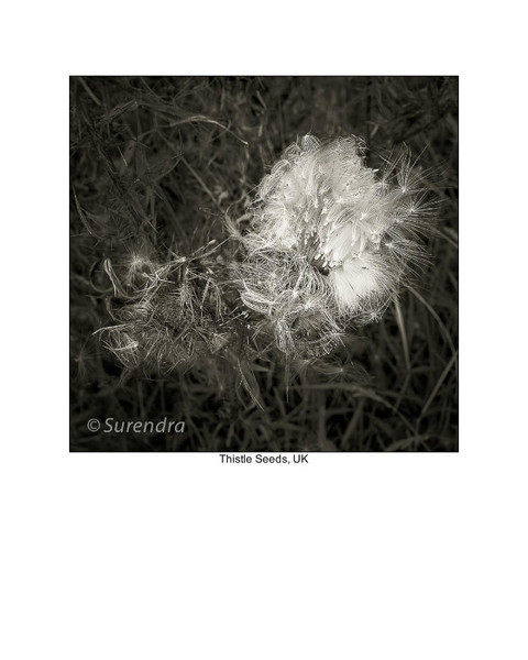  - Organic Forms