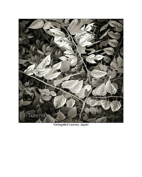  - Organic Forms