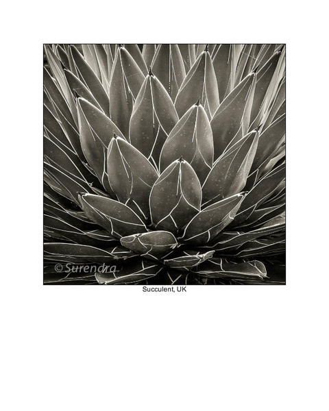  - Organic Forms