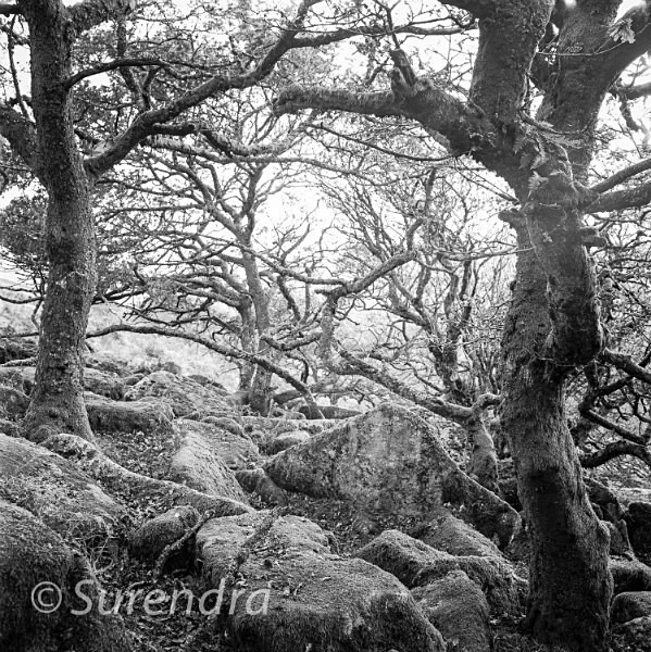Wistmans Wood Dartmoor UK - Dartmoor