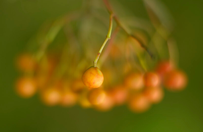 rowan, Mynydd Llandygai - Plants 1