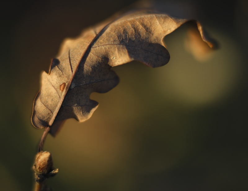 oak, winter - Plants 2