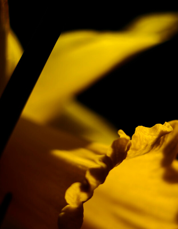 daffodil 2 - Plants 1