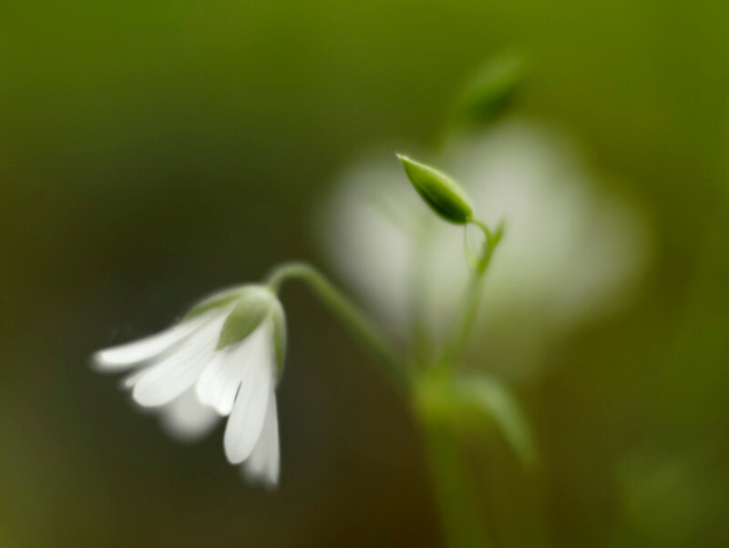 Stitchwort, Pentir - Plants 2
