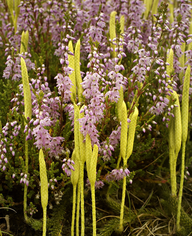 Stag's horn clubmoss and heather - Plants 1