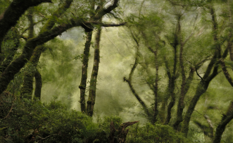 storm, Coed Dinorwig - Plants 1