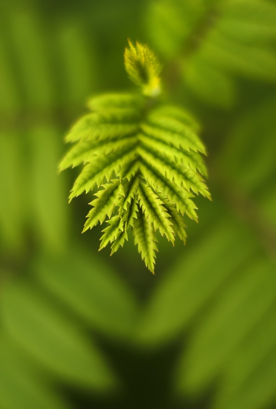 rowan, bud-break - Plants 2