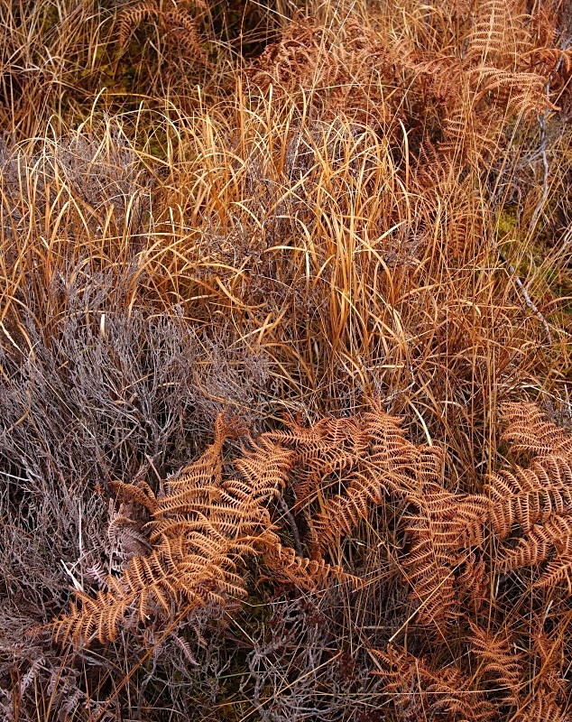 heather, Molinia and bracken, autumn, Glen Kirkaig - Plants 1