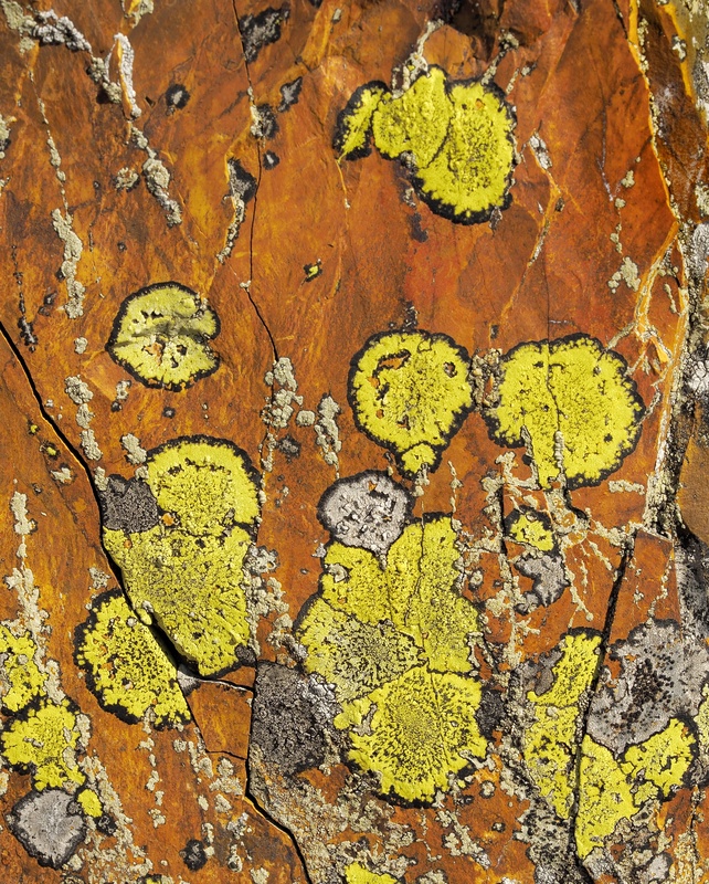 Rhizocarpon, Gyrn Wigau - Detail