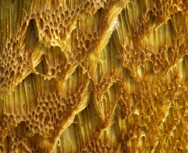 Boletus pores - Detail