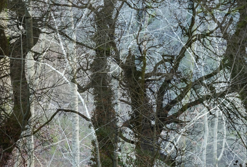 oak and birch - Plants 1