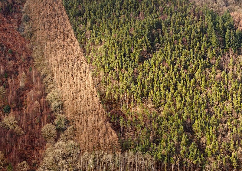 Industrial forestry, Dolgellau - Rural