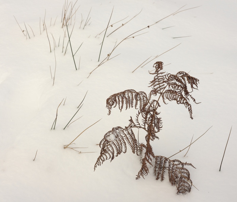 Bracken and soft rush - Detail
