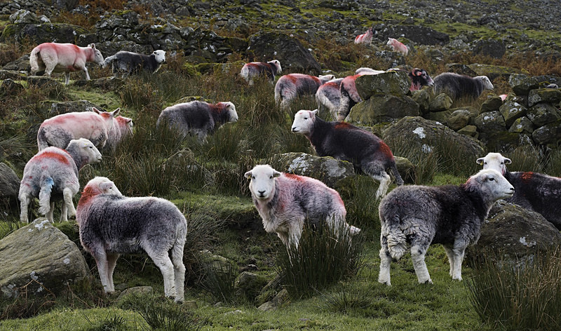 Herdwicks, Stonethwaite - Rural