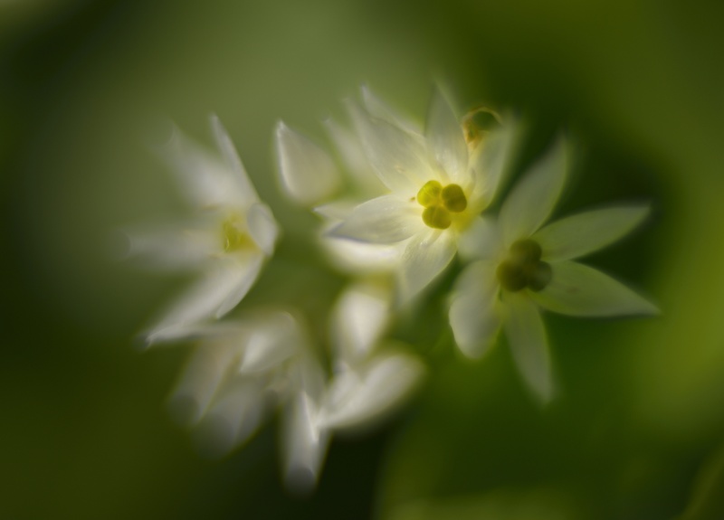 Wild garlic - Plants 1