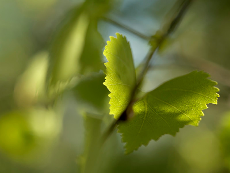 birch, Mynydd Llandygai - Plants 2