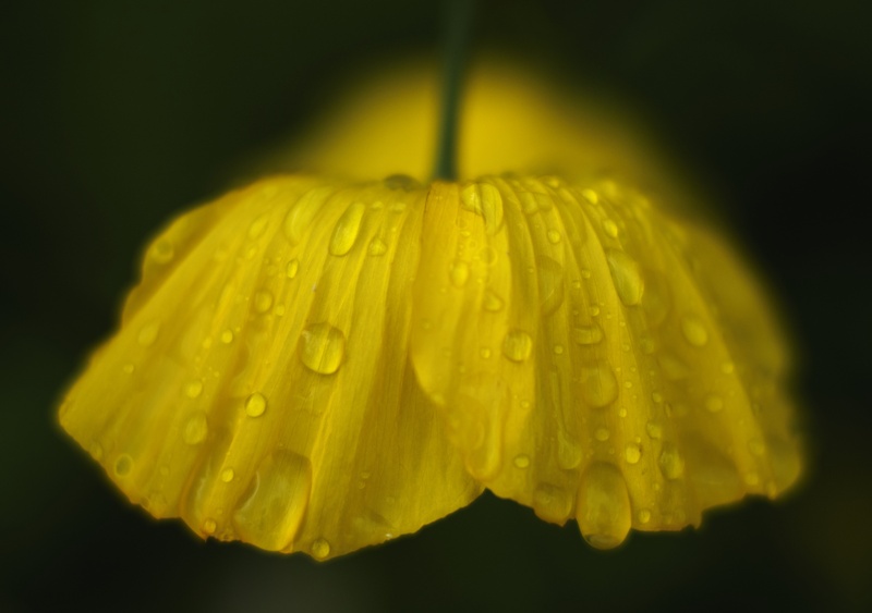 Meconopsis - Plants 2