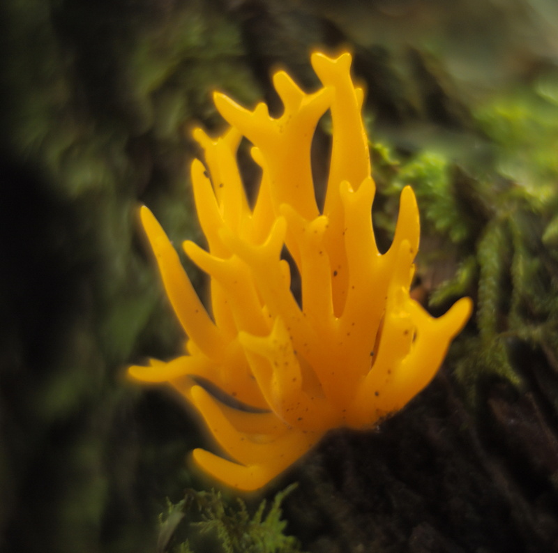 Calocera - Plants 2