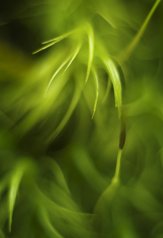 Dicranum, Parc yr Ocar - Plants 2