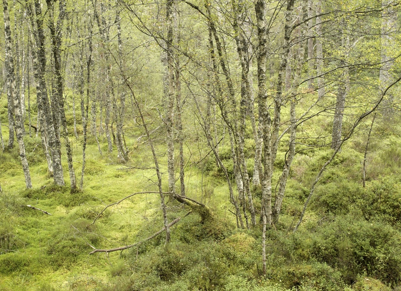 Black Wood of Rannoch - Plants 1