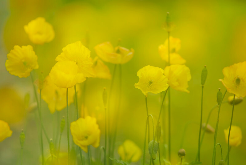 Welsh poppies, Mynydd Llandygai - Plants 1