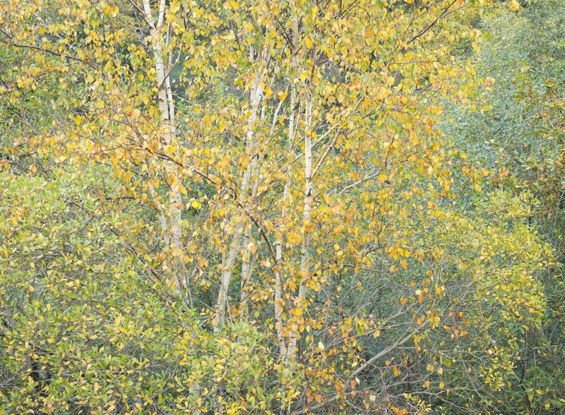 birches, Coed Bryn Meurig - Plants 1