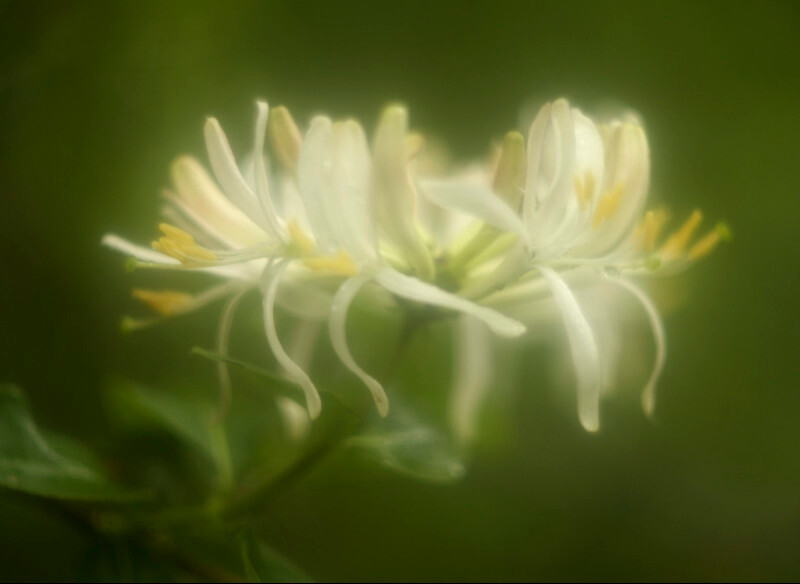 honeysuckle, Mynydd Llandygai - Plants 1
