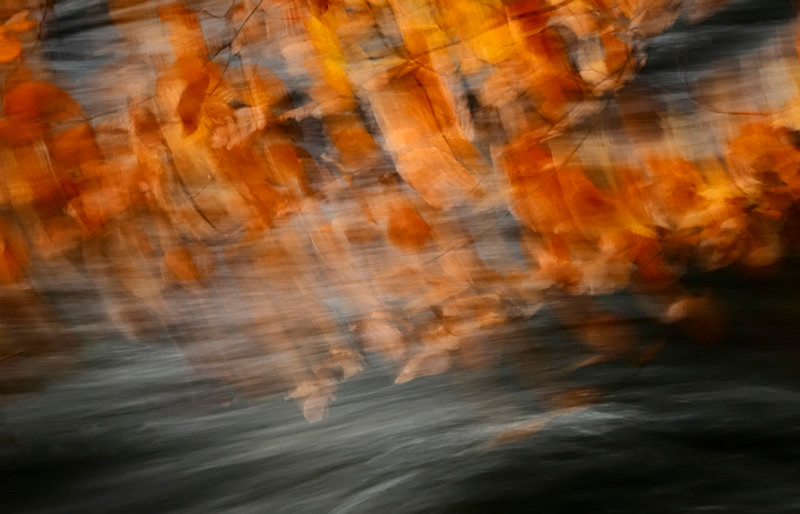 Afon Ogwen, beech, wind - Freshwater 1