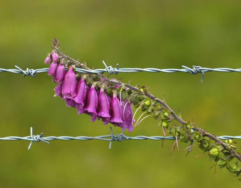 metaphor - Fragile land 2