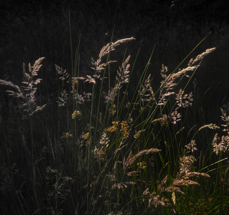 mainly Holcus - Plants 1