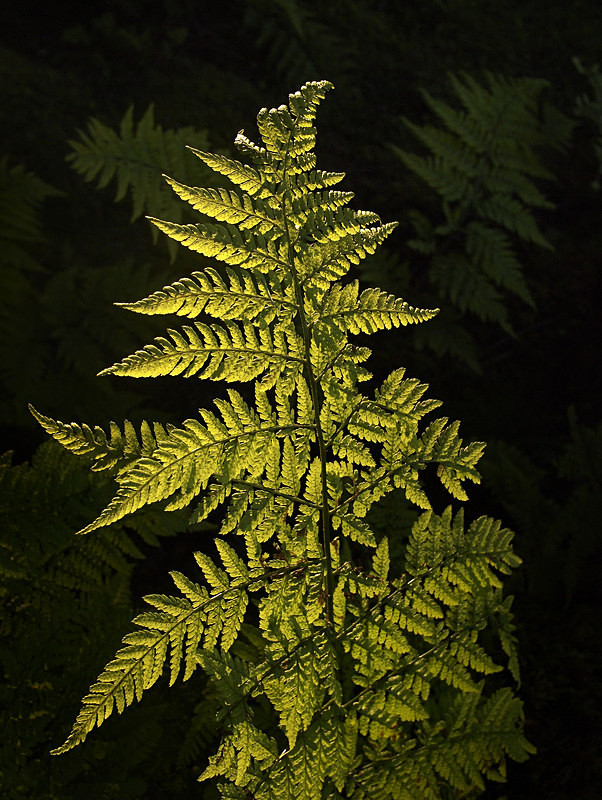 Dryopteris, Moel y Ci - Plants 2