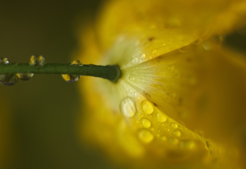 Meconopsis 2 - Plants 2