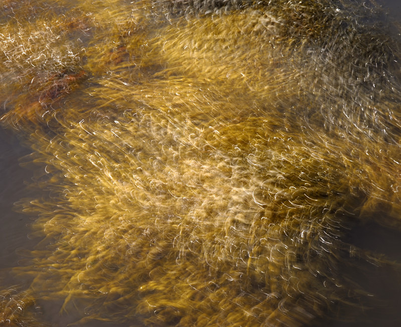 seaweed, Sgeir Mhor, Mull - Sea and seashore