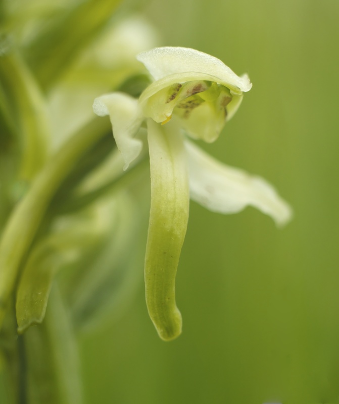 Lesser butterfly orchid - Plants 2