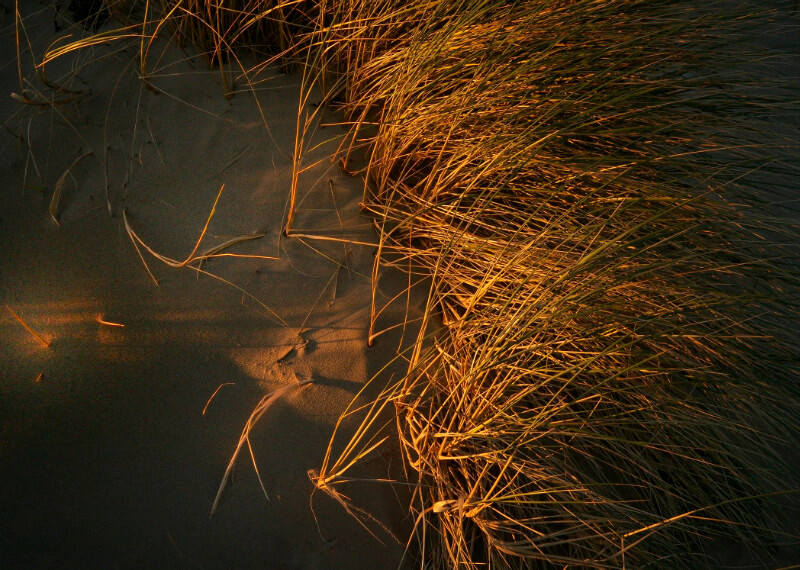 Marram, Ynyslas - Plants 1