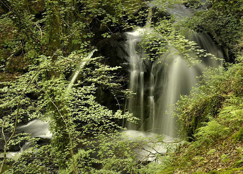 Afon Arthog - Freshwater 1