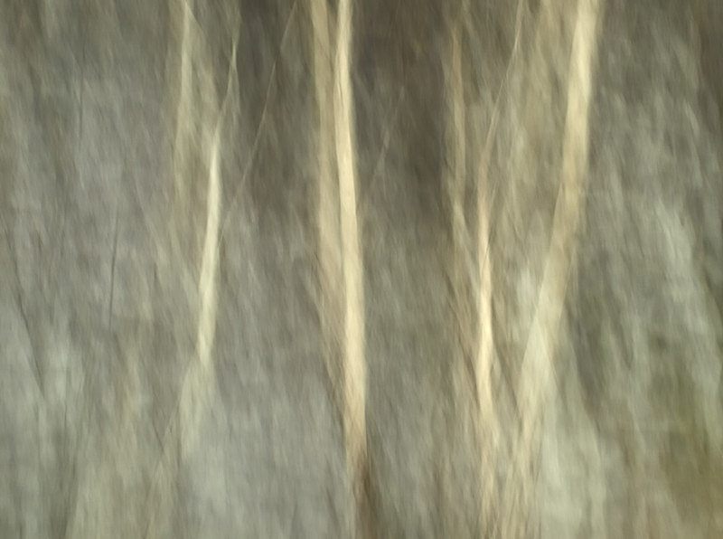 birches, slate, Dyffryn Ogwen - Plants 1