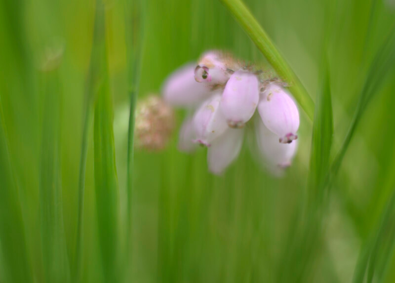 cross-leaved heath, Gwaun Gynfi - Plants 1