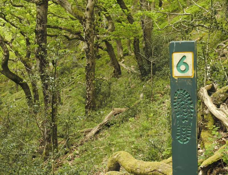 Coed Dinorwig - Fragile land 2