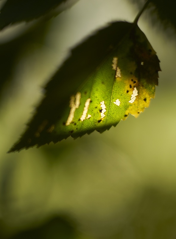 birch leaf - Plants 2