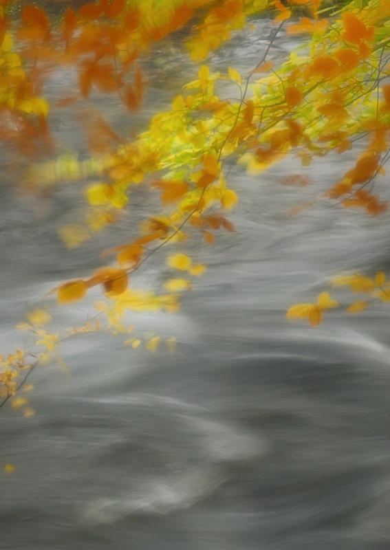 autumn, Afon Ogwen - Freshwater 1