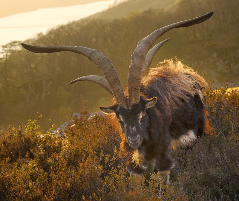 feral goats, Coed Dinorwig - Animals