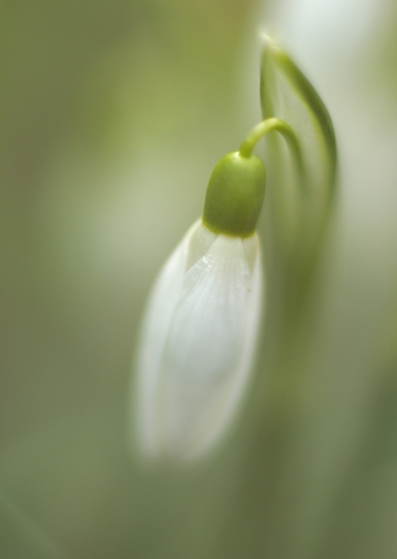 snowdrop - Plants 1