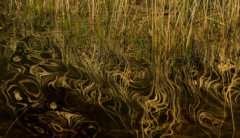 Llyn y Parc - Freshwater 2