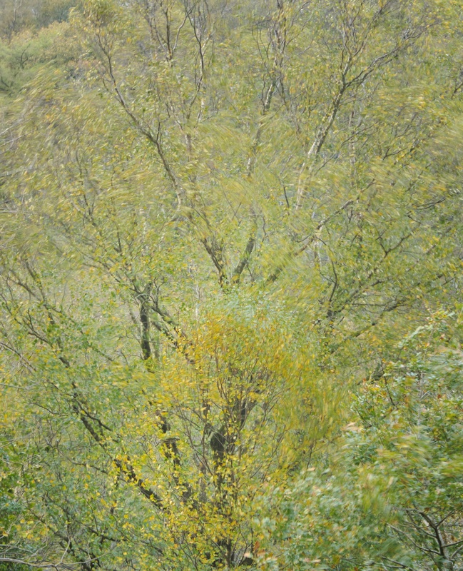 birches, wind, Coed Dinorwig - Plants 1