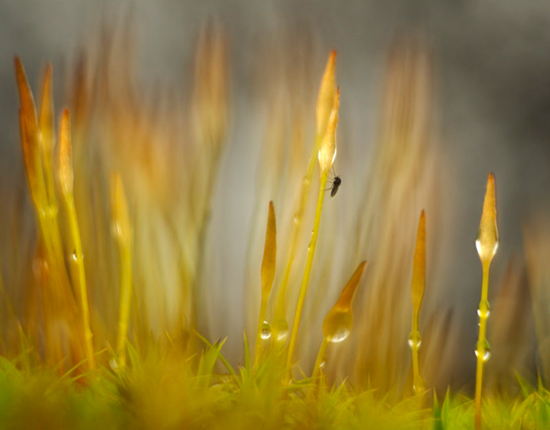 Polytrichum, Mynydd Llandygai - Animals